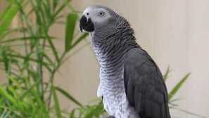 Žiarlivý jaco sa musel zbaviť